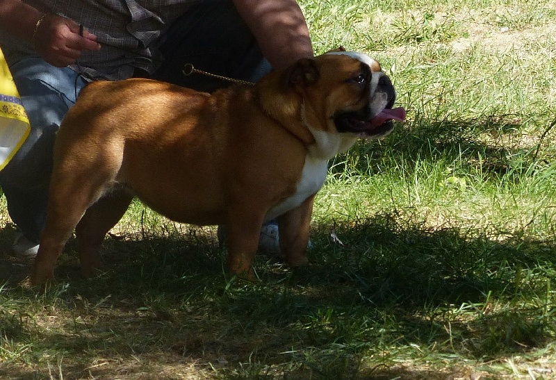 Hermes Dog'art So British