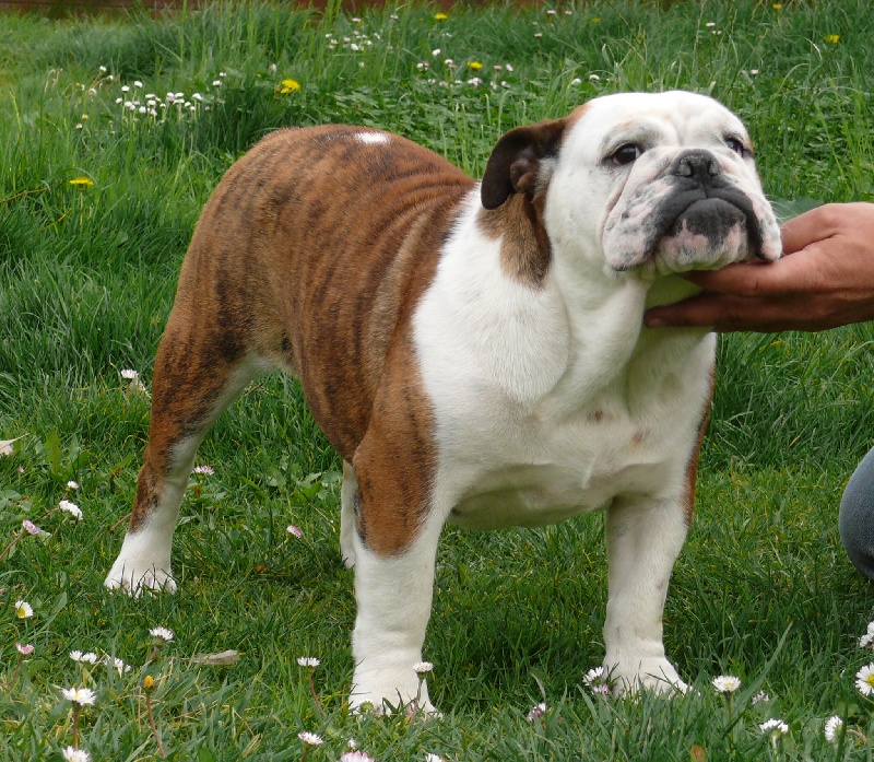 Ioko Dog'art So British